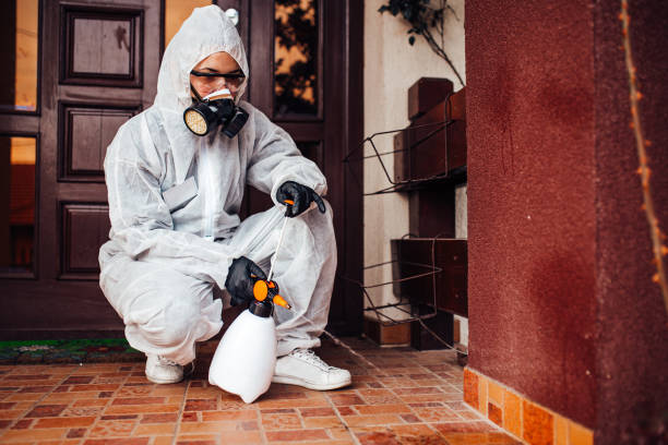 Reliable Wasp Removal contractor in Gold Canyon, AZ by Show Me Pest Control